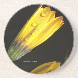 Dew Drops on a Yellow Daisy - Coaster