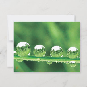 Dew Drops on Green Grass Peaceful, Calming. Nature Postcard
