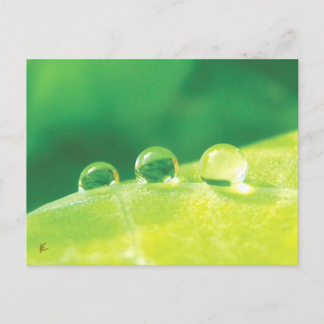 Dew Drops on Green Leaf Story in Nature Postcard (Front)