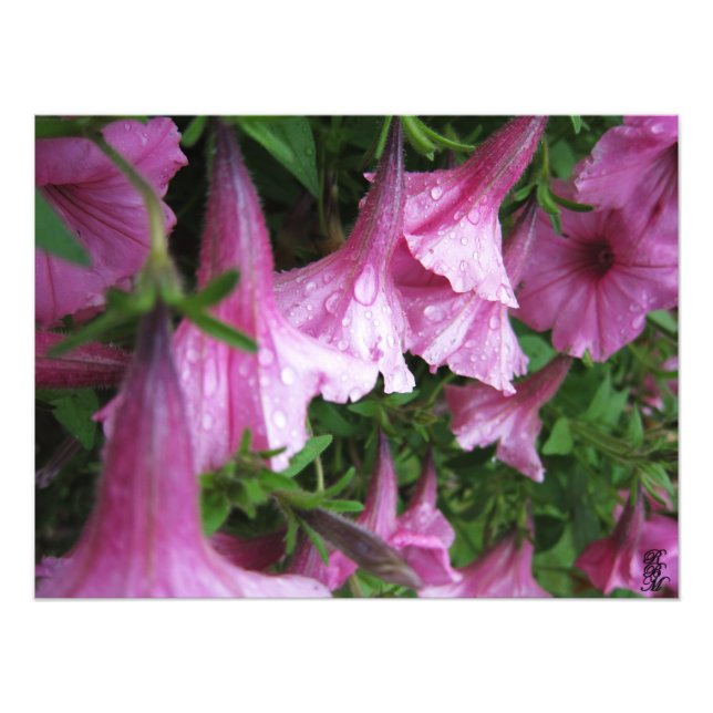 Dew Drops on Pink Flowers Photo Print (Front)