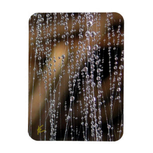 Dew Drops Sparkle on Spider Web Meditation Magnet