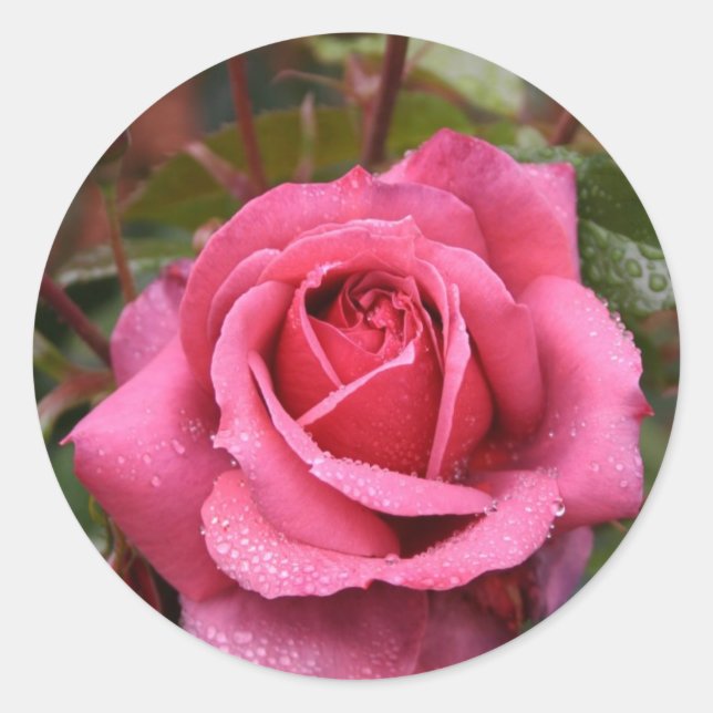 Dew Kissed Pink Rose Classic Round Sticker (Front)