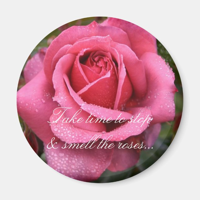Dew Kissed Pink Rose! Magnet (Front)