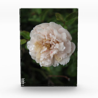 Dew on a Flower Photo Block