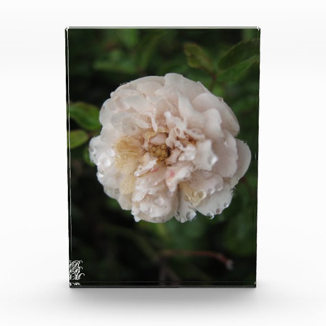 Dew on a Flower Photo Block (Front)