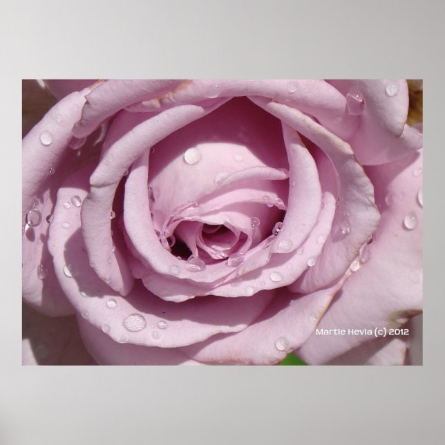 Dew on a Lavender Rose Poster (Front)