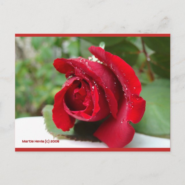 Dew on a Red Rose | Blue Beach Song™ Postcard (Front)