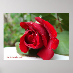 Dew on a Red Rose Poster