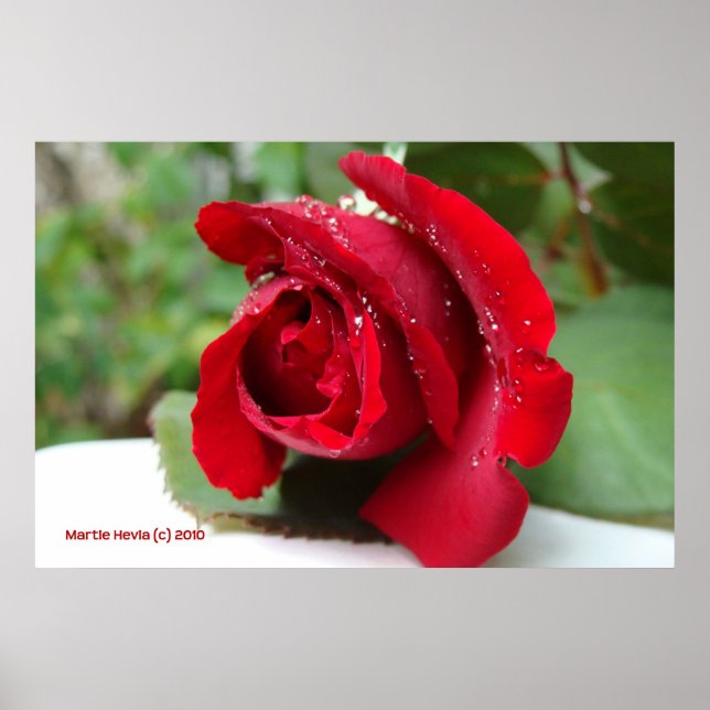 Dew on a Red Rose Print - Select Your Frame (Front)