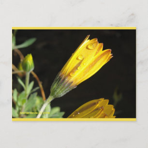 Dew on a Yellow Daisy   Blue Beach Song™ Postcard