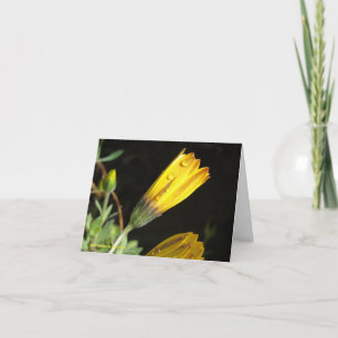 Dew on a  Yellow Daisy - Note Card