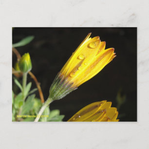 Dew on a Yellow Daisy - Postcard
