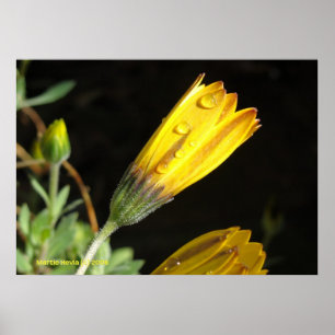 Dew on a Yellow Daisy Poster