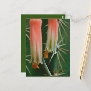 Dew on Aloe Bloom  Postcard