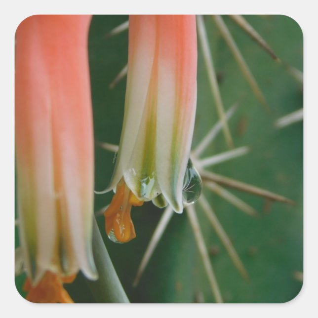 Dew on Aloe Bloom  Square Sticker (Front)