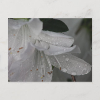 Dew on an azalea postcard