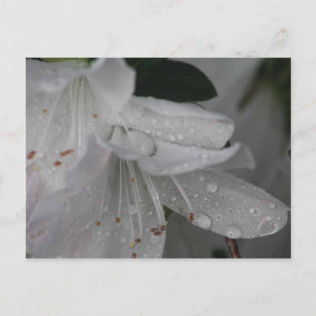 Dew on an azalea postcard (Front)