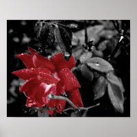 Dew on Red Rose color splash photo