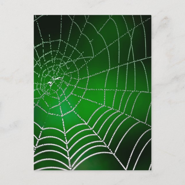 Dew on spiderweb postcard (Front)