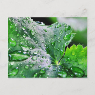 Dew Water Droplets Drops Postcard