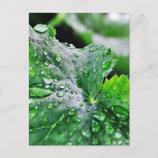 Dew Water Droplets Drops Postcard (Front)