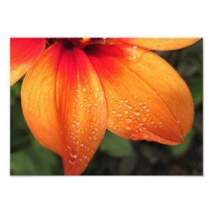 Dewdrop Dahlia 14x10 Photo Print