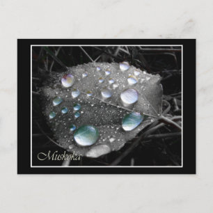 Dewdrop Leaf Postcard