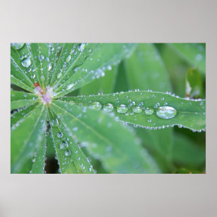 Dewdrop Poster