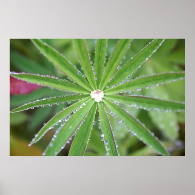 Dewdrop Poster (Front)