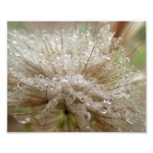 Dewdrop Seed Puff 10x8 Photo Print
