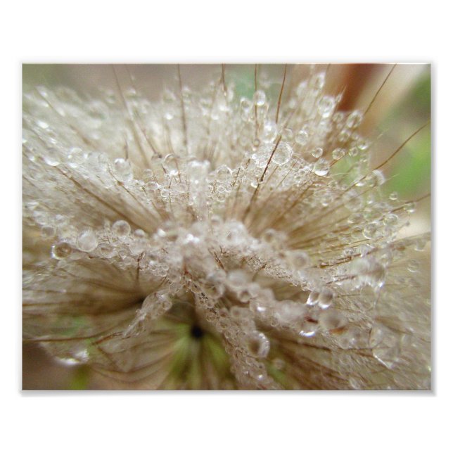 Dewdrop Seed Puff 10x8 Photo Print (Front)