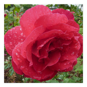 Dewdrops Flower Rose Blossoms Love Destiny Shower Poster