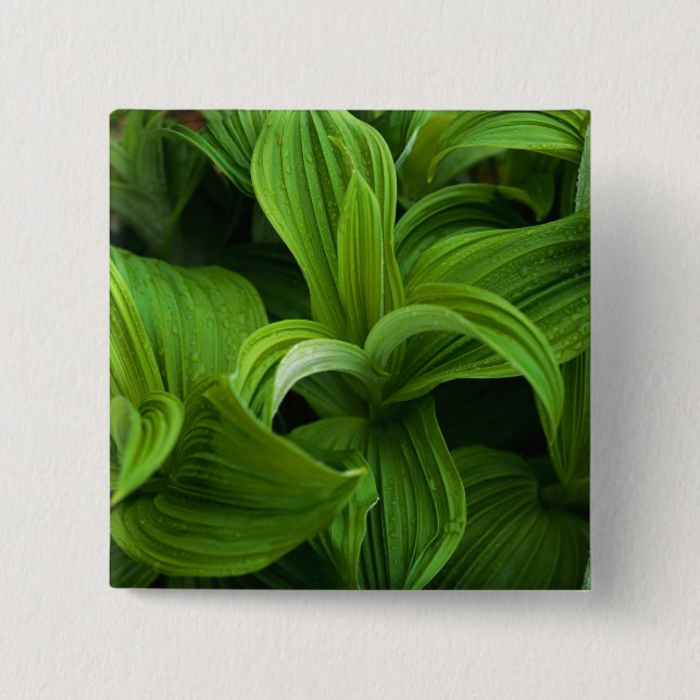 Dewdrops on a False Helabore 15 Cm Square Badge (Front)