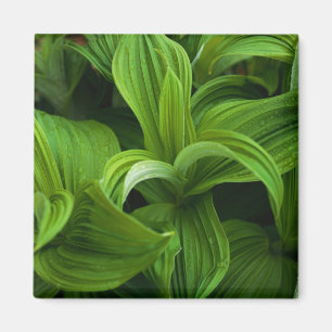 Dewdrops on a False Helabore Magnet