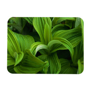 Dewdrops on a False Helabore Magnet