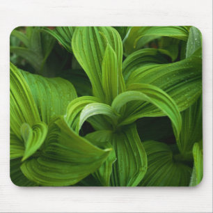 Dewdrops on a False Helabore Mouse Mat