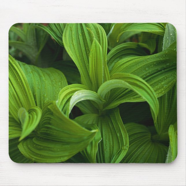 Dewdrops on a False Helabore Mouse Mat (Front)