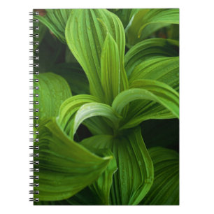 Dewdrops on a False Helabore Notebook
