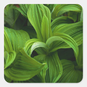 Dewdrops on a False Helabore Square Sticker