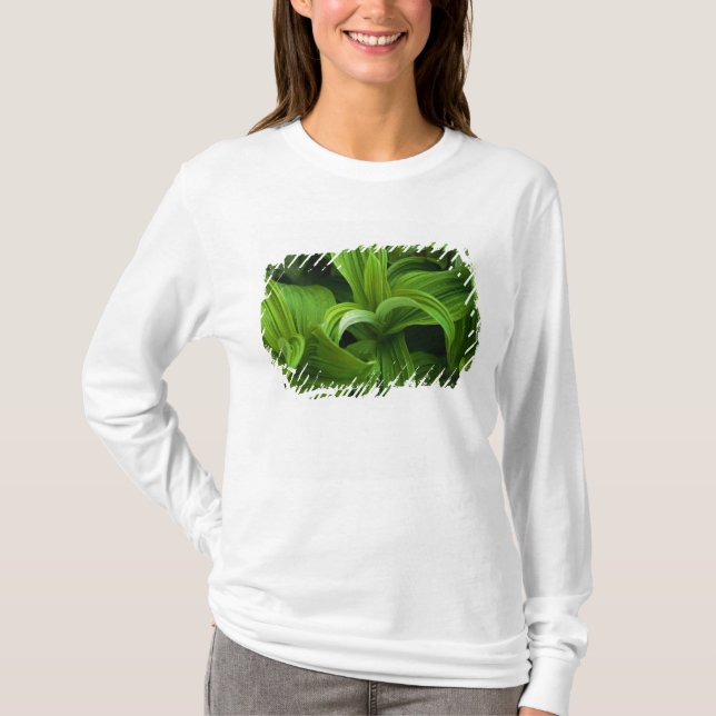 Dewdrops on a False Helabore T-Shirt (Front)