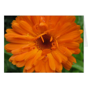 Dewdrops on calendula card