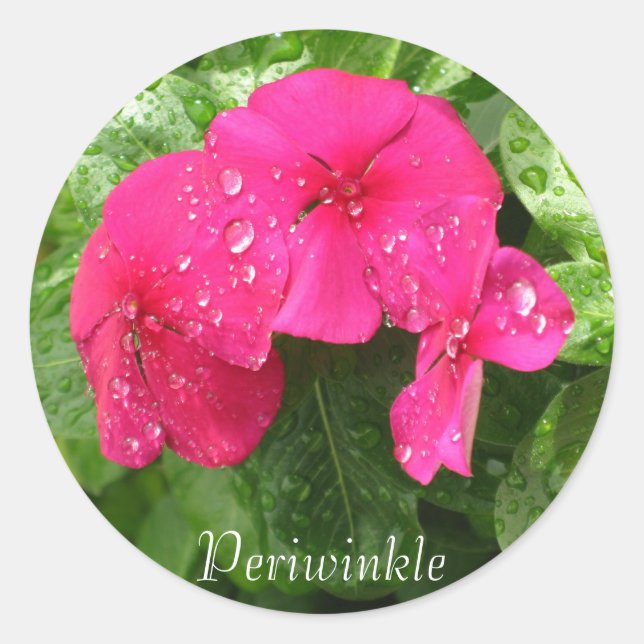 Dewdrops on Periwinkle Stickers (Front)