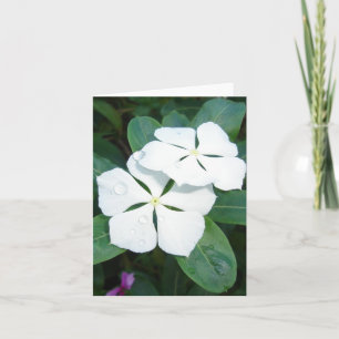 Dewdrops on white card