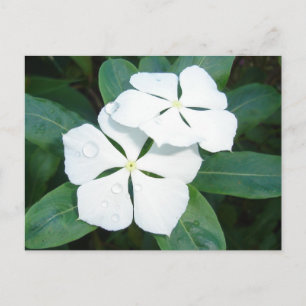 Dewdrops on White Postcard