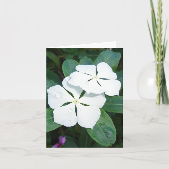 Dewdrops on White v2 Card (Front)