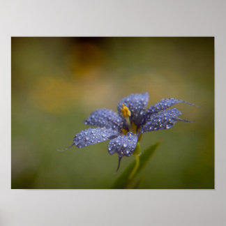 Dewy Blue-Eyed Poster
