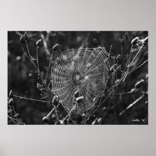 Dewy Morning Web Poster
