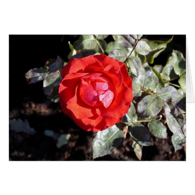 Dewy Rose (Front Horizontal)