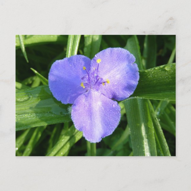 Dewy Trillium Spring Wildflower Postcard (Front)