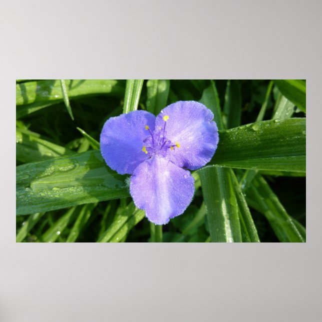 Dewy Trillium Spring Wildflower Poster (Front)